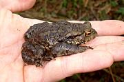 Bufo bufo