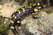 Salamandra salamandra