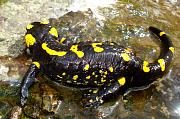 Salamandra salamandra