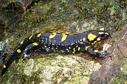 Salamandra salamandra