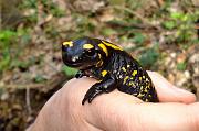 Salamandra salamandra