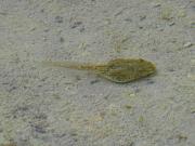 Pelophylax ridibundus