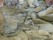 Natrix tessellata