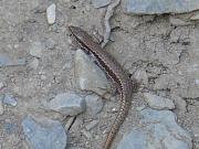 Podarcis muralis