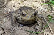 Bufo bufo