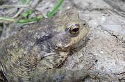 Bufo bufo