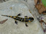 Salamandra salamandra