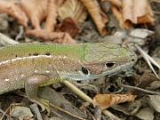 Lacerta viridis