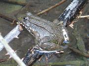 Pelophylax ridibundus