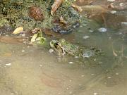 Pelophylax ridibundus