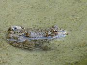 Pelophylax ridibundus