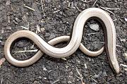 Anguis fragilis s.l.