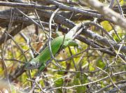 Lacerta viridis