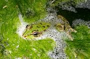 Pelophylax/Rana sp.