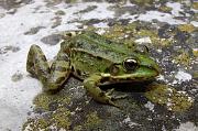 Pelophylax ridibundus