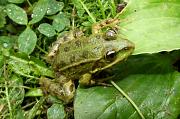 Pelophylax ridibundus