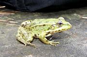 Pelophylax ridibundus