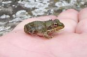 Pelophylax ridibundus