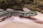 Podarcis muralis