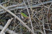 Lacerta viridis