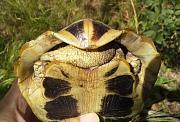 Testudo hermanni