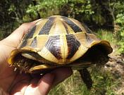 Testudo hermanni