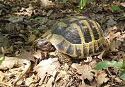 Testudo hermanni