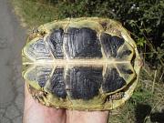 Testudo hermanni