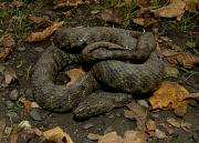 Natrix tessellata