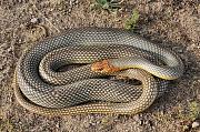 Dolichophis caspius