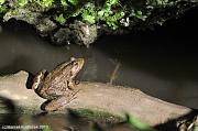 Pelophylax ridibundus