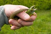 Lacerta viridis