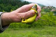 Lacerta viridis