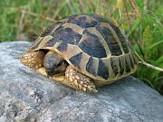 Testudo hermanni