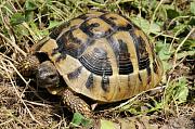 Testudo hermanni