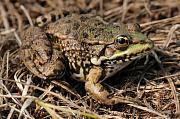 Pelophylax ridibundus