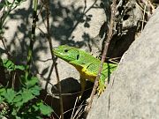 Lacerta trilineata