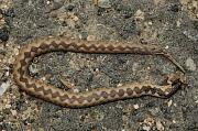Vipera ammodytes