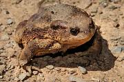 Bufo bufo