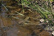 Pelophylax ridibundus