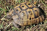 Testudo graeca