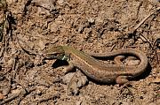 Lacerta viridis