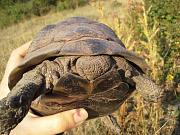 Testudo graeca