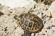 Testudo hermanni