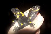 Salamandra salamandra