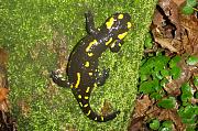 Salamandra salamandra