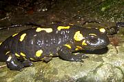 Salamandra salamandra