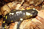 Salamandra salamandra