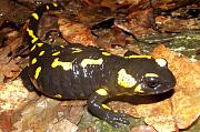 Salamandra salamandra