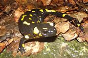 Salamandra salamandra